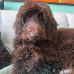 Meet your Posher, Sue